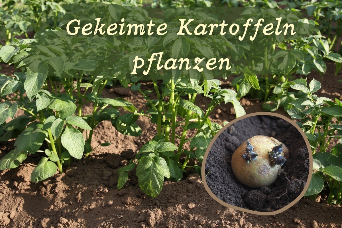 Plantar patatas germinadas: esto es lo que hay que tener en cuenta