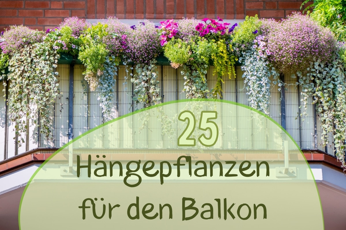 Plantas colgantes para el balcón: 25 plantas de balcón