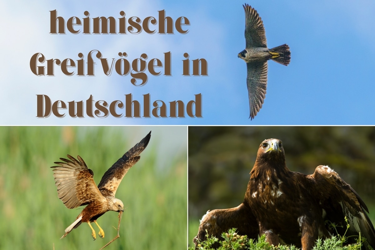 Identifica 14 aves rapaces nativas de Alemania