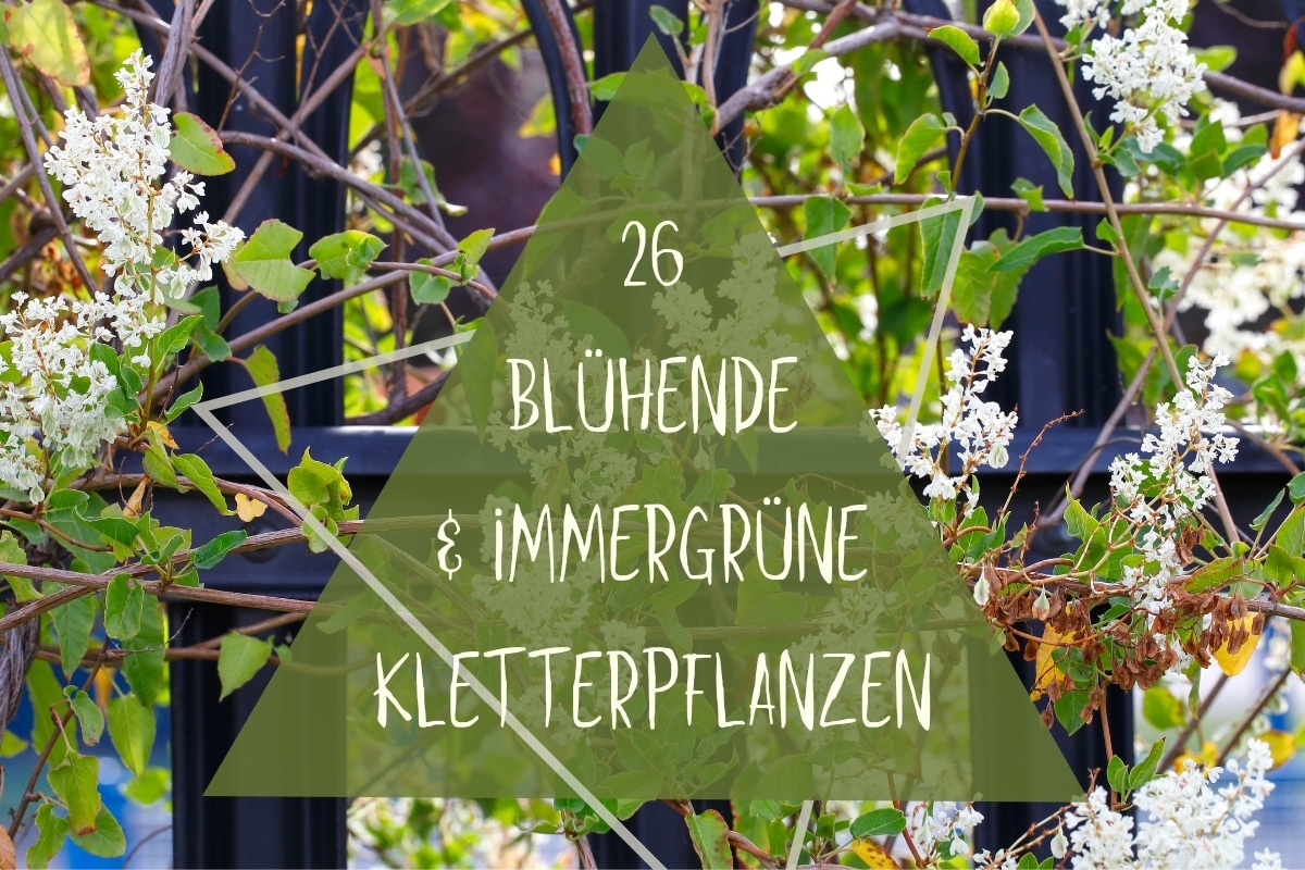 26 plantas trepadoras con flores y de hoja perenne