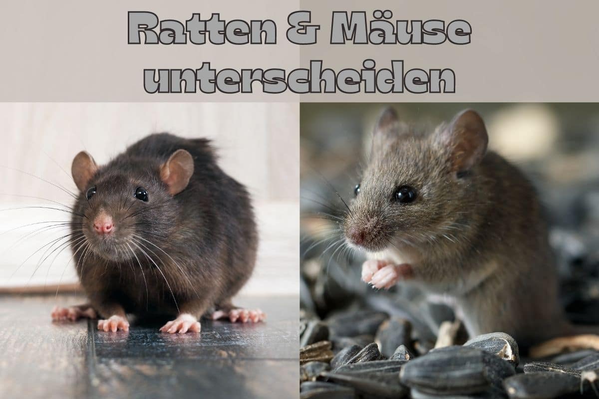 Reconocer ratas y ratones: 8 diferencias