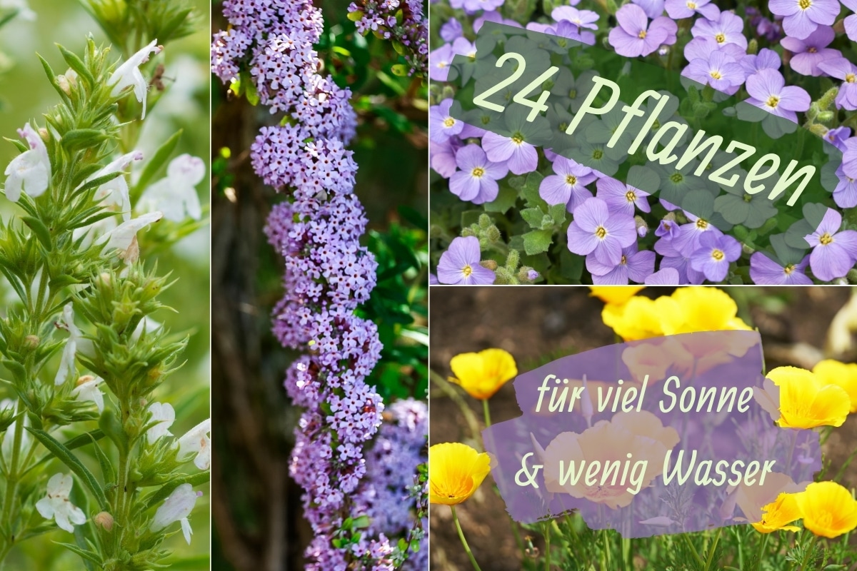 24 plantas para mucho sol y poca agua