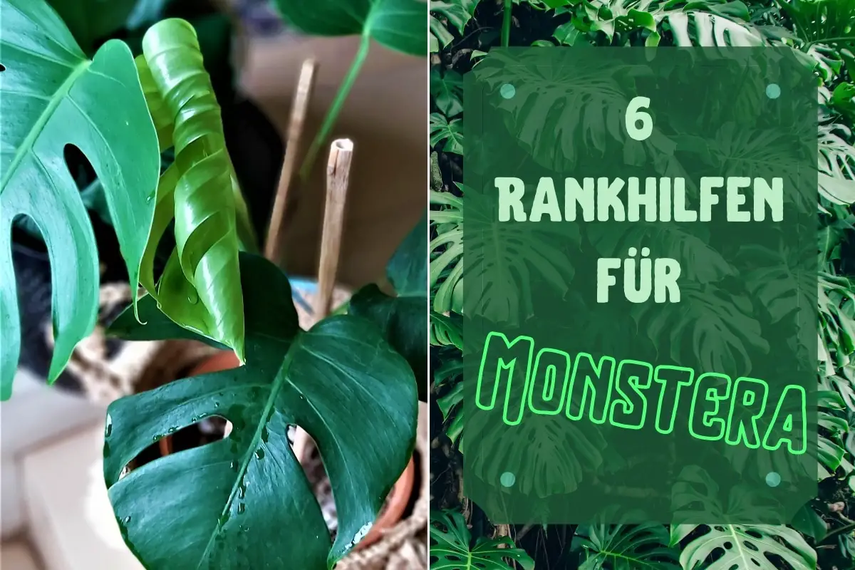 6 enrejados Monstera para fijación: moss stick & Co