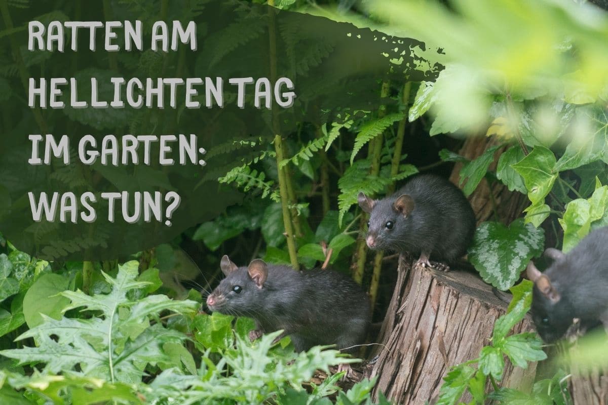 Ratas en el jardín a plena luz del día: ¿qué hacer?