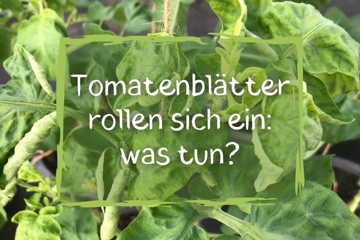 Las hojas de tomate se enrollan: ¿qué hacer?