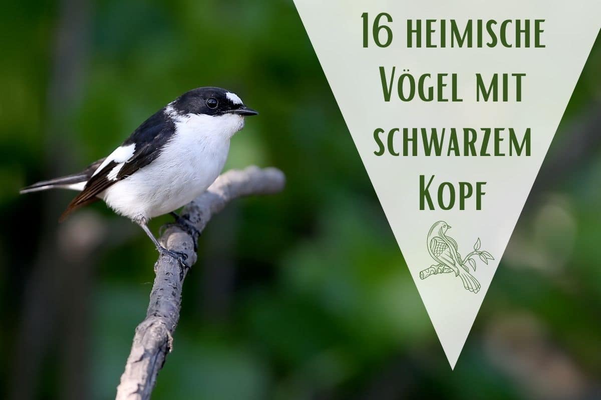 Aves de cabeza negra: 16 especies autóctonas