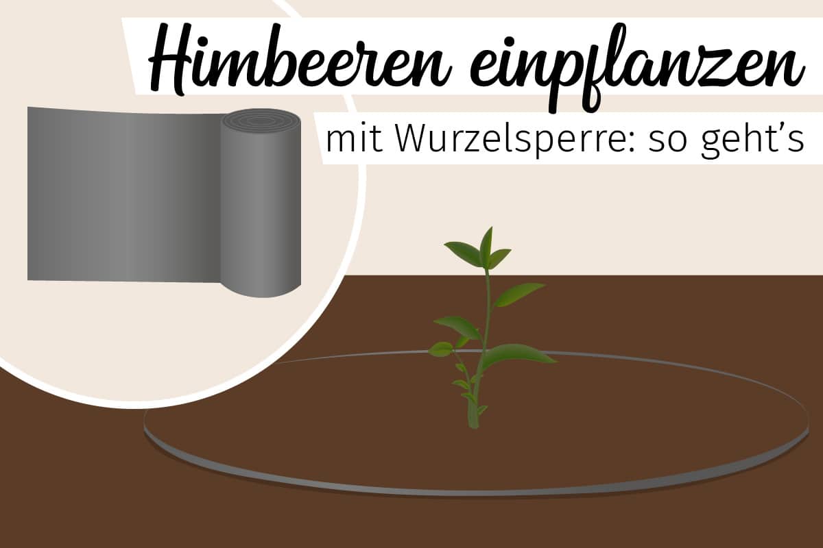 Plantar frambuesas con barrera contra raíces: instrucciones.