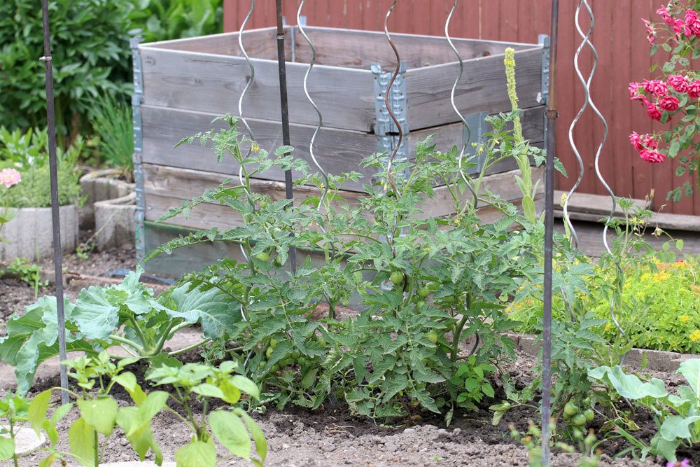 Cultivo mixto de tomate: ¡estas plantas (no) se llevan bien!