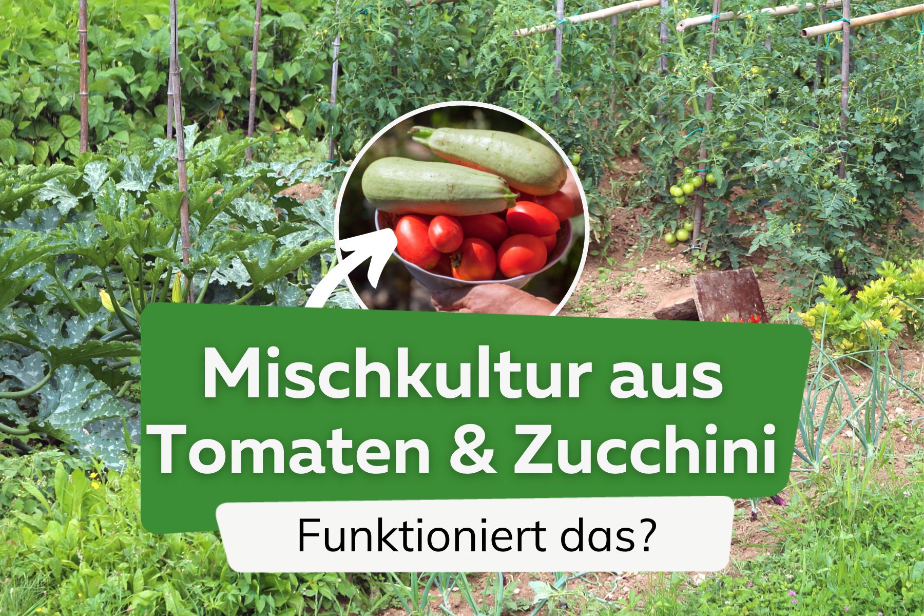 Plantar tomates y calabacines juntos: ¿sí o no?
