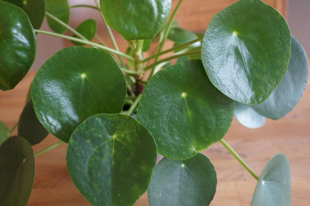 Planta OVNI, Pilea peperomioides – cuidado + ayuda con la pérdida de hojas