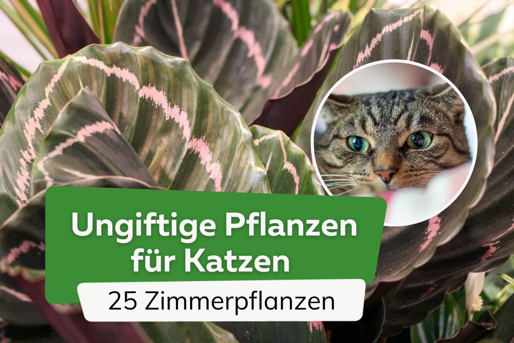 Plantas de interior no tóxicas para gatos: 25 hermosas plantas no tóxicas
