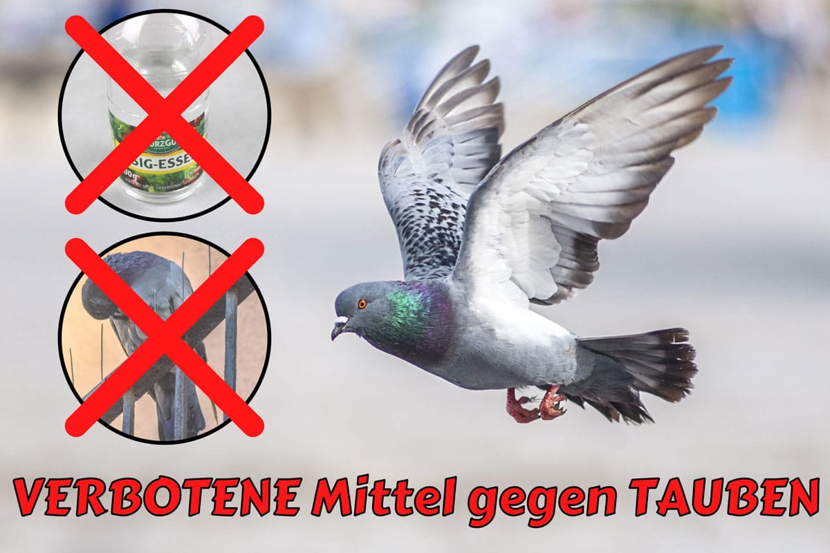 8 remedios prohibidos contra las palomas | Vinagre y compañía.