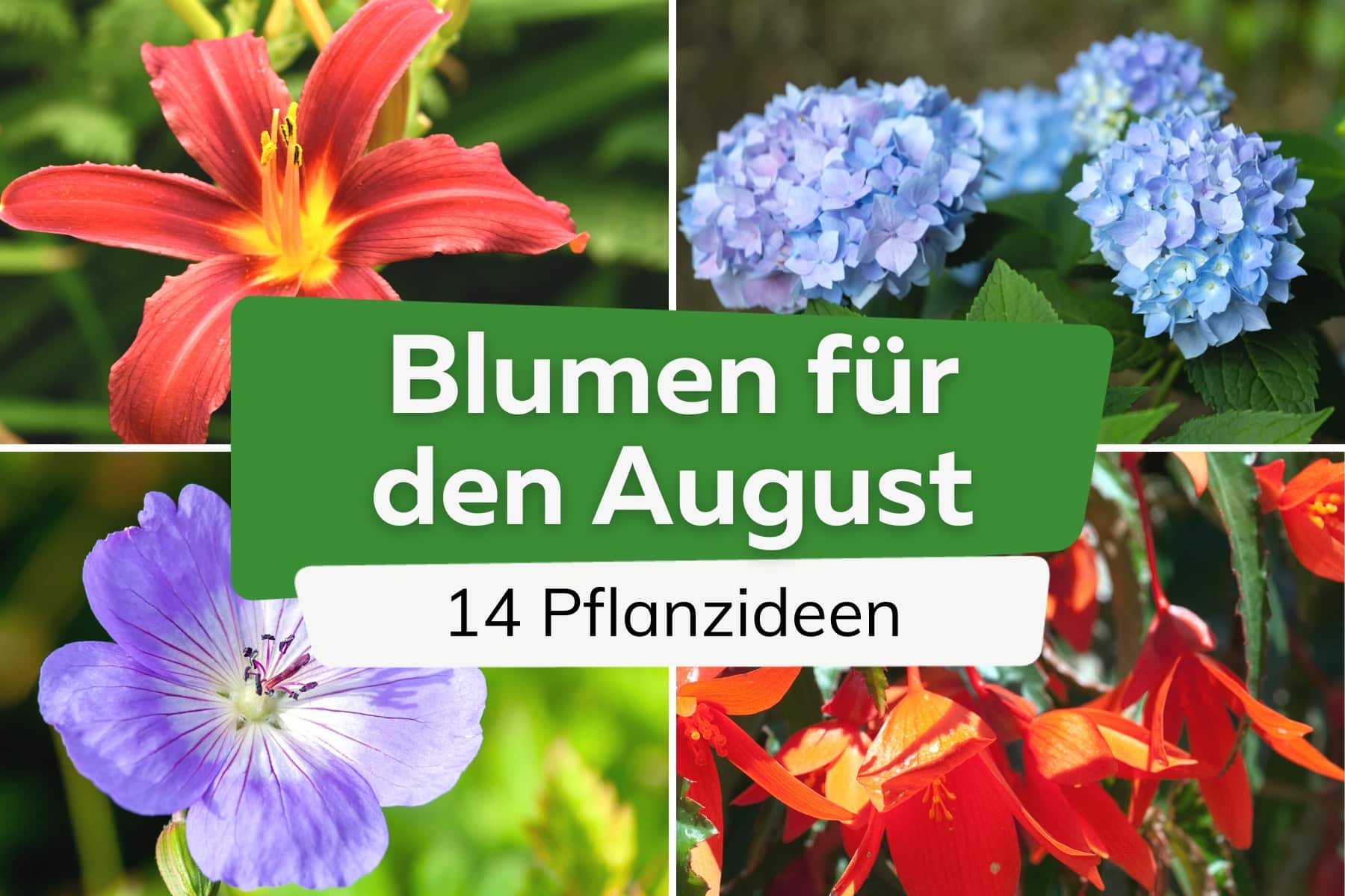 ¿Qué flores plantar en agosto? | 14 ideas