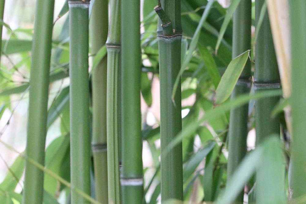 Propagar bambú a través de esquejes | Divida las plantas de bambú correctamente.