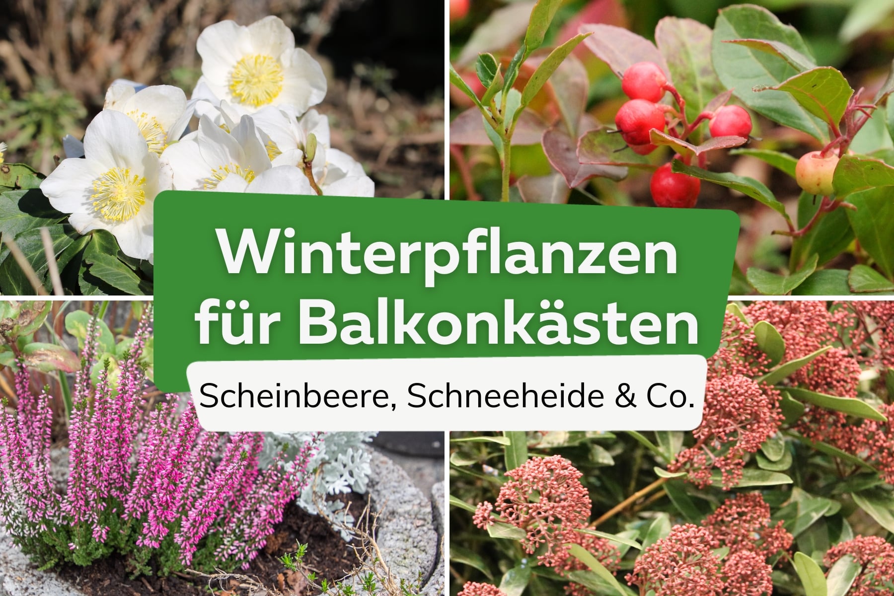 Plantas de invierno para jardineras de balcón: 16 flores de invierno para balcones