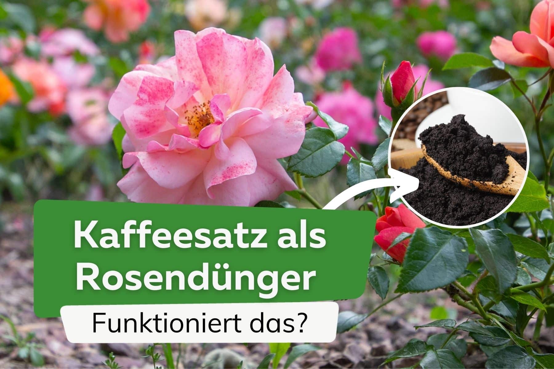 ¿Los posos de café actúan como fertilizante para las rosas?