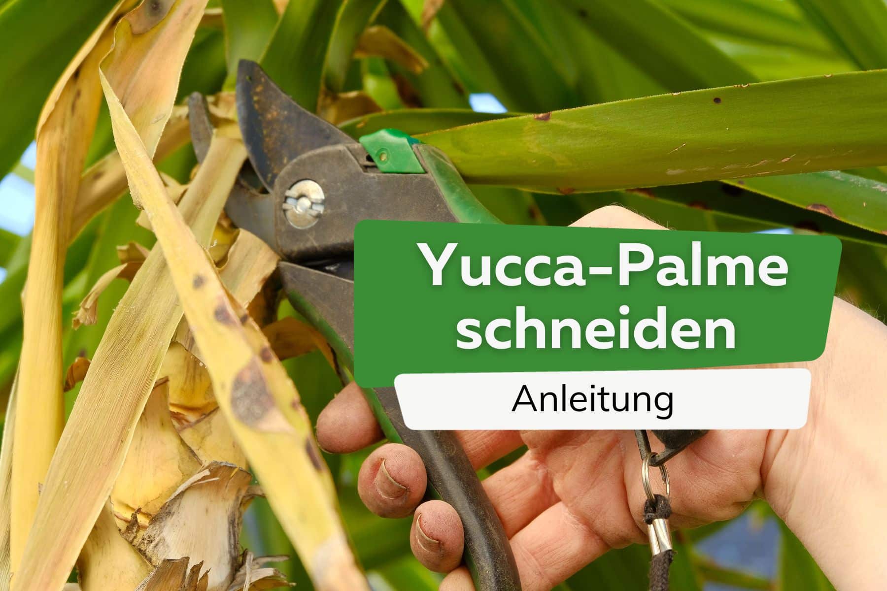 Cortar la palma de yuca: así es como se acorta correctamente el lirio de palma
