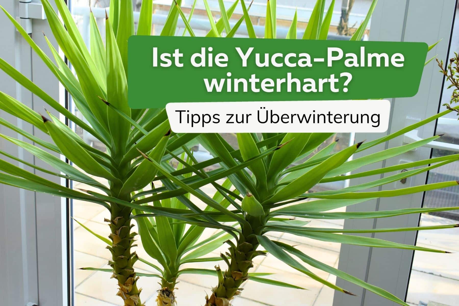 ¿Es resistente la palma de yuca? Consejos para invernar