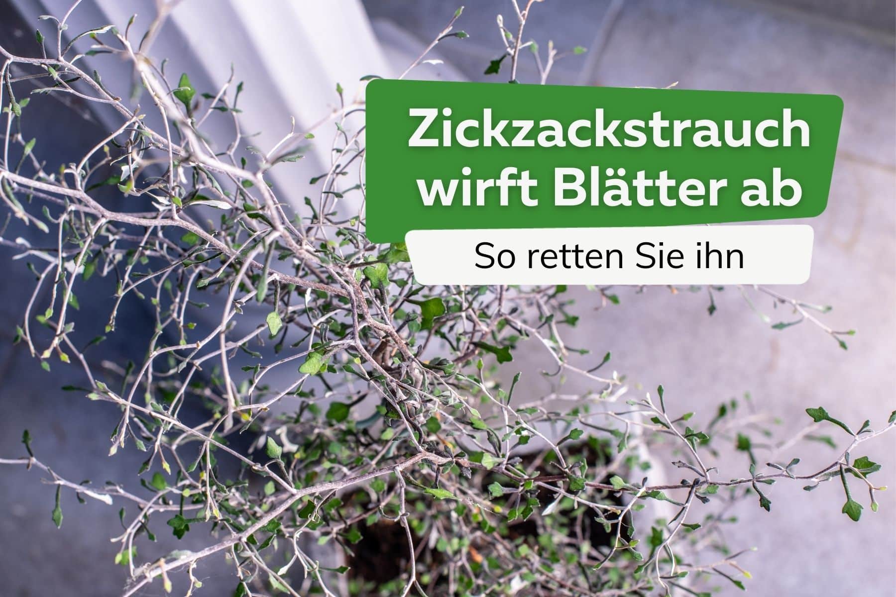 Arbusto en zigzag pierde hojas: ¿cómo salvarlas?