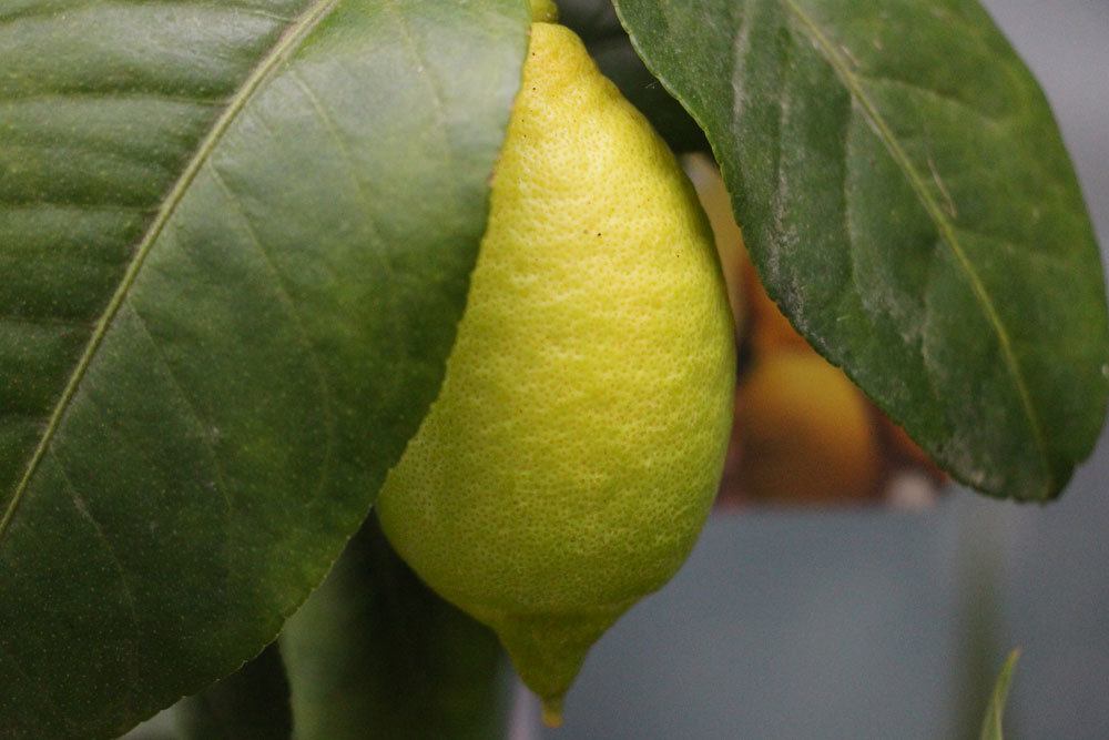 Combatir las cochinillas del limonero: estos remedios caseros ayudan
