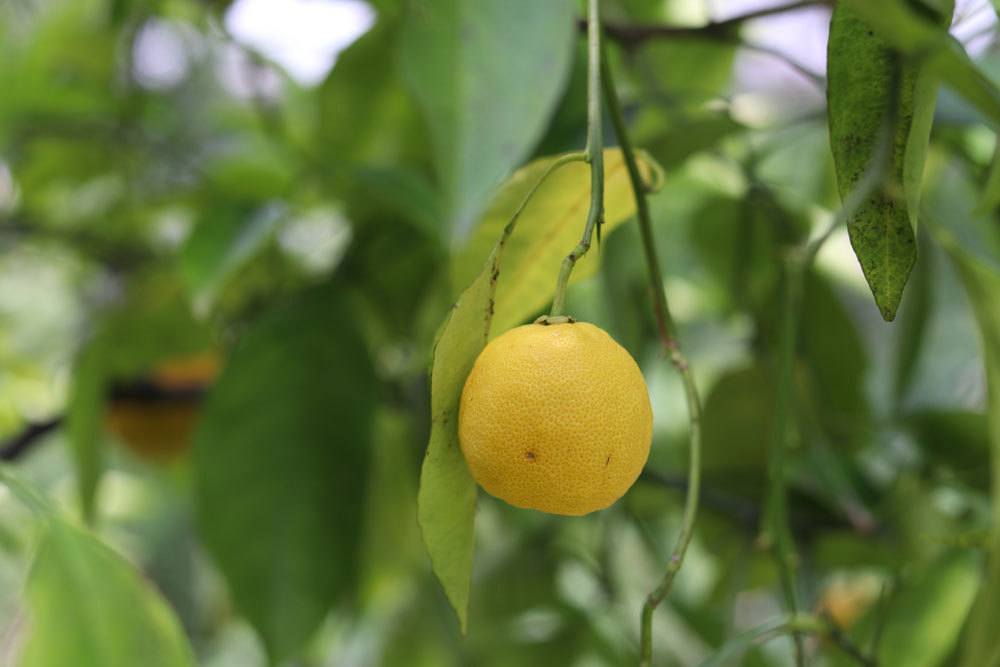 Cultivar un limonero: propagar adecuadamente los limones a partir de semillas/esquejes