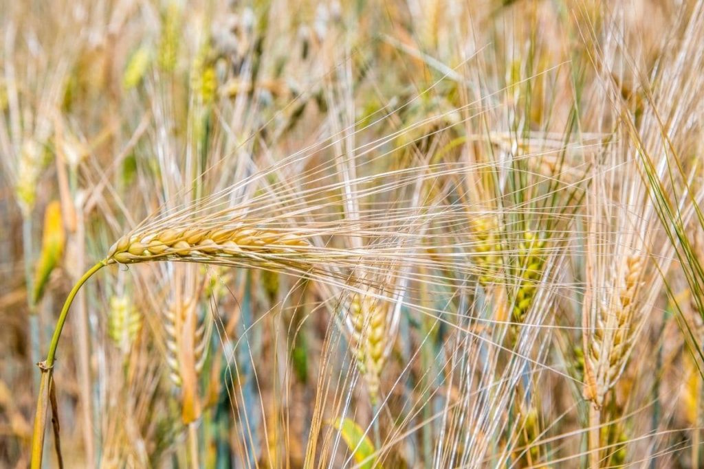 ¿Cuándo se cosecha el grano? | Orden de cosecha