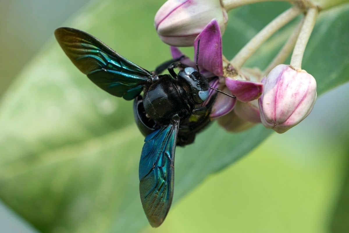 ¿Denunciar abeja carpintera azul? Aparición y ocurrencia