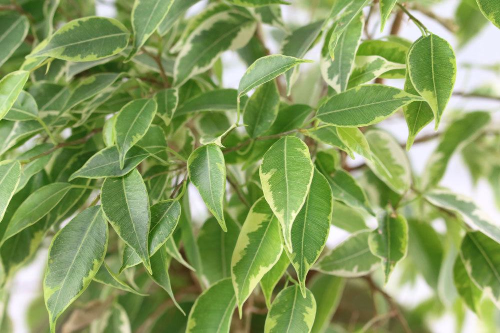 ¿Es Ficus benjamini venenoso? Información para niños, gatos, perros y pájaros.