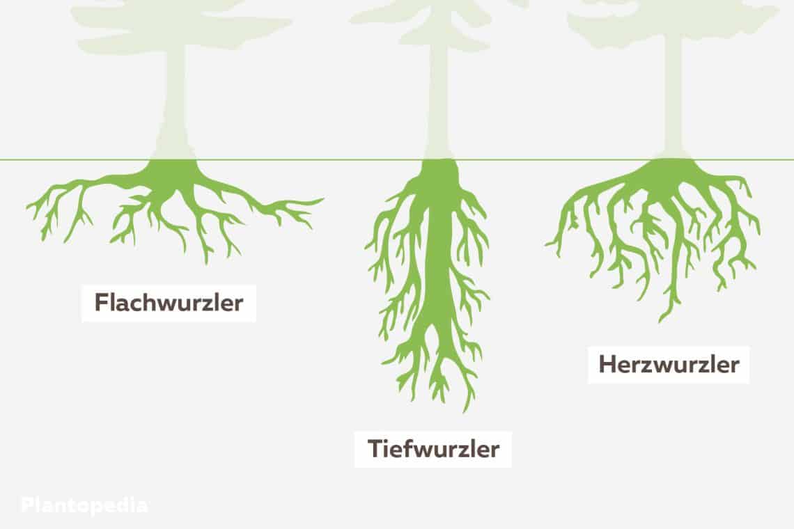 ¿Es el arce un árbol de raíces poco profundas o de raíces profundas?