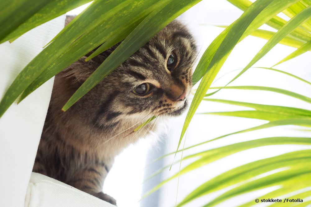¿Es el bambú venenoso? | Esto es importante para niños, perros y gatos.