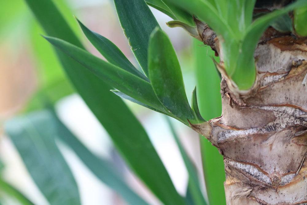 ¿Es resistente la palma de yuca? Consejos para invernar