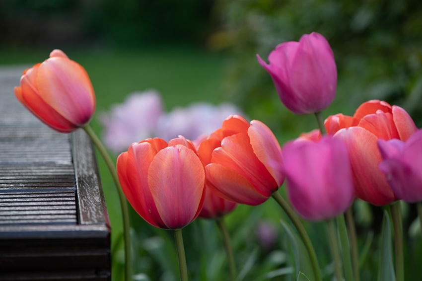 ¿Florecen los tulipanes todos los años?