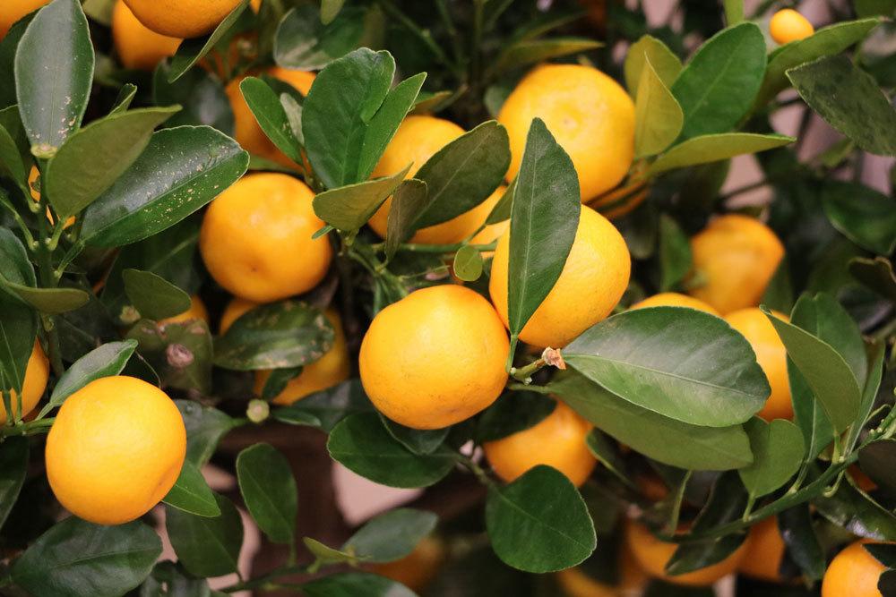 ¿La naranja Calamondin es comestible? 10 ideas para usar | Recetas