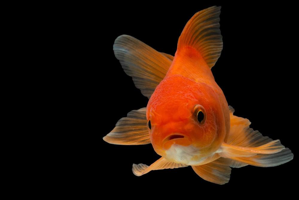 ¿Qué edad tienen los peces de colores? | Esperanza de vida en el estanque.