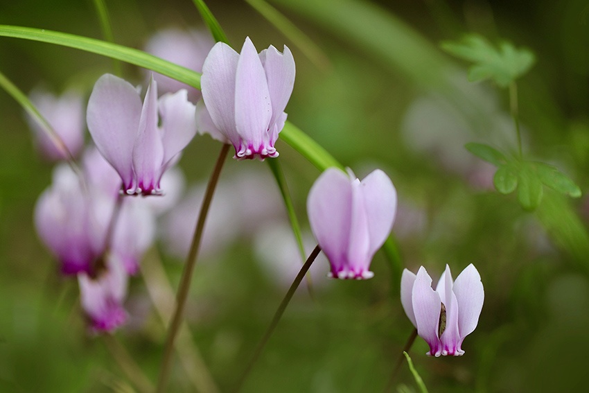 ¿Qué plantar en abril? – 10 flores resistentes a las heladas para el verano.