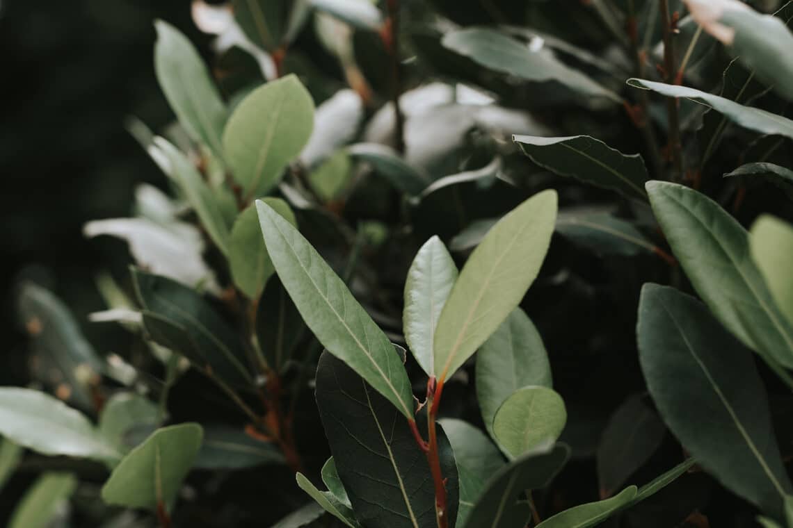 ¿Se puede fertilizar el laurel real con posos de café?
