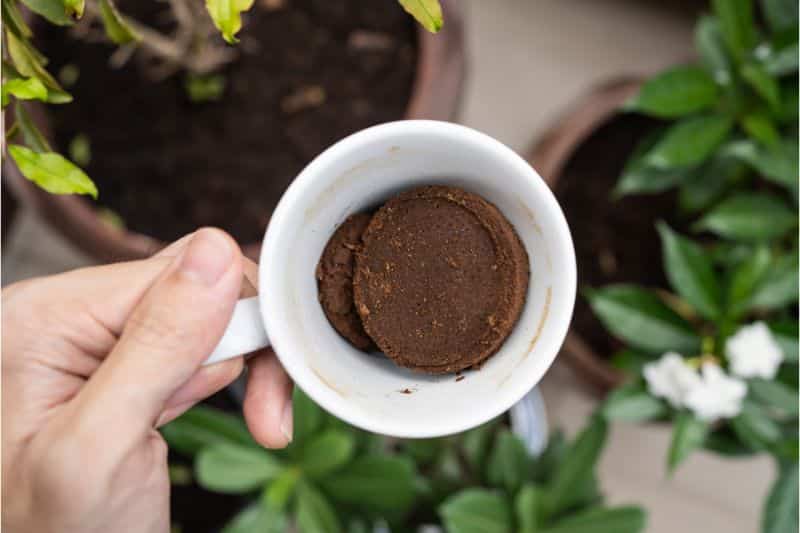 ¿Se puede fertilizar el skimmie con posos de café?