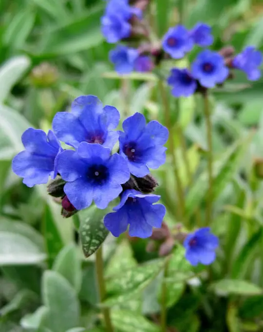 Prefiero ser azul: 10 plantas perennes azules para tu jardín: encantadas...