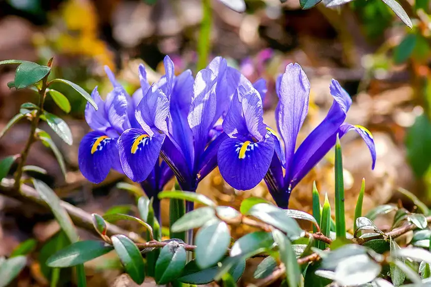 10 flores azules que florecen en primavera