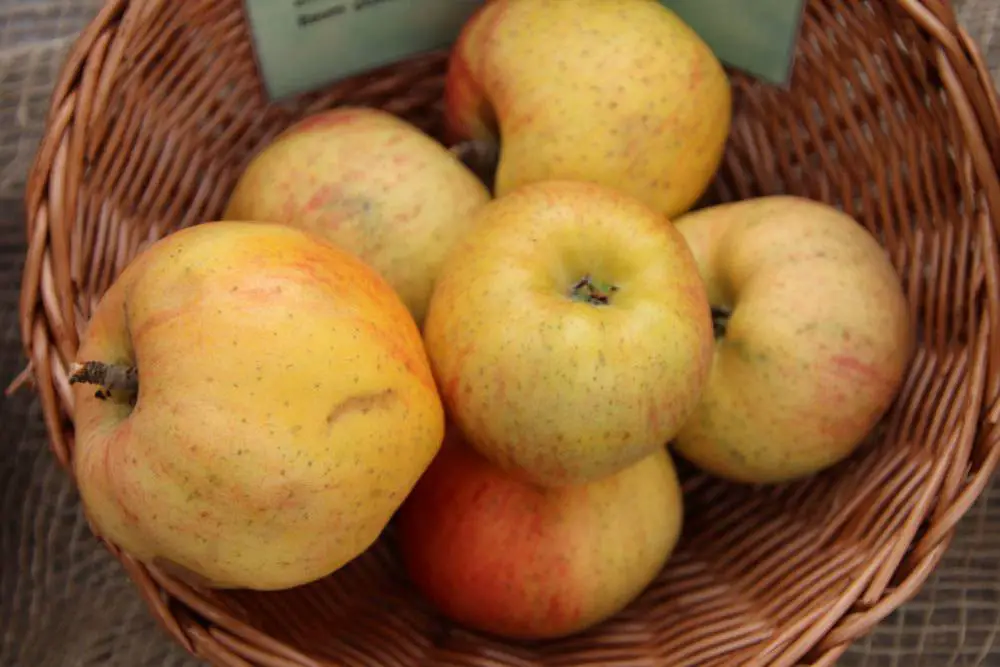 10 variedades de manzanas ácidas | Manzanas con mucho ácido