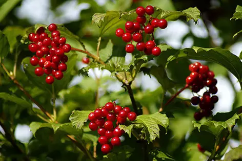 12 arbustos con frutos rojos para darle color al jardín de invierno