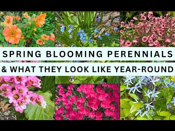 6 plantas perennes de primavera de larga floración y fácil cuidado - YouTube
