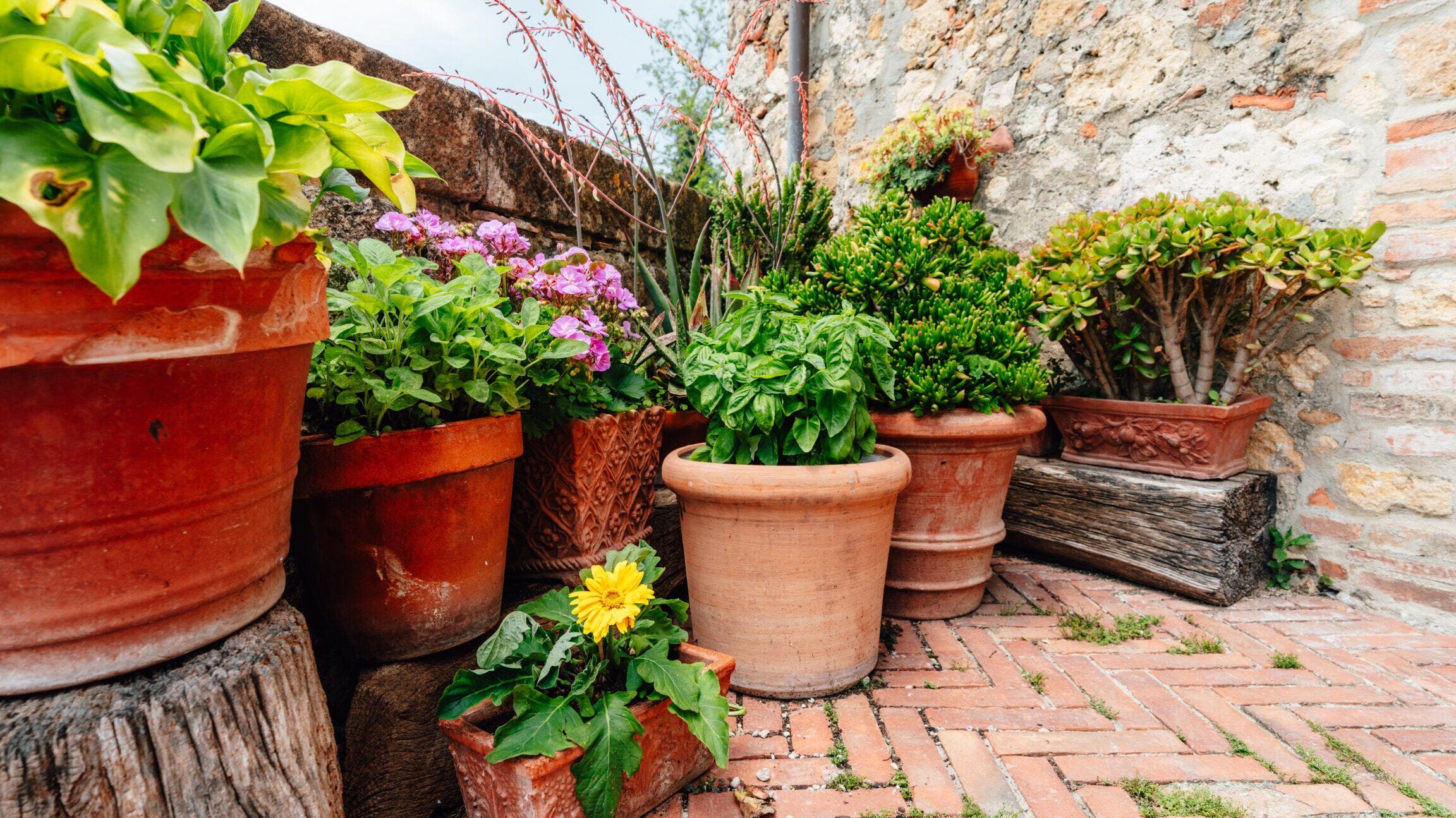 Las mejores plantas para vivir en un balcón – Forbes Home
