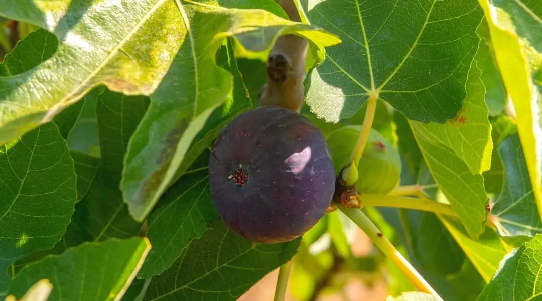 23 de las mejores plantas defensivas para la seguridad del hogar |