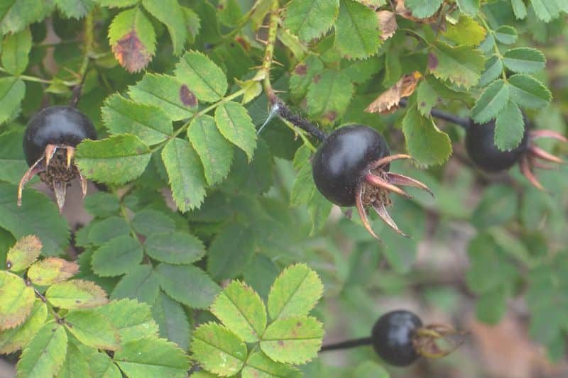 15 arbustos, setos y árboles con frutos negros