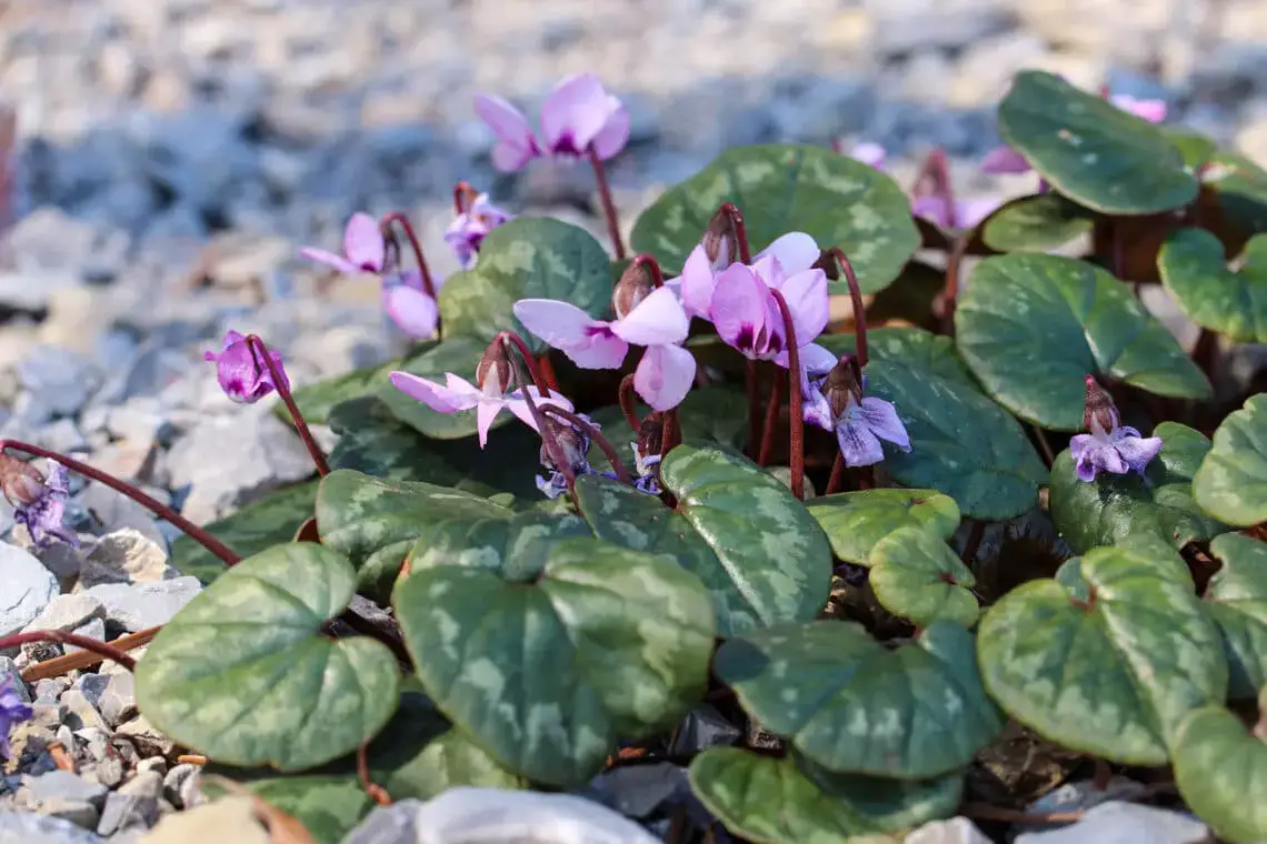 15 flores para el cementerio por poca agua