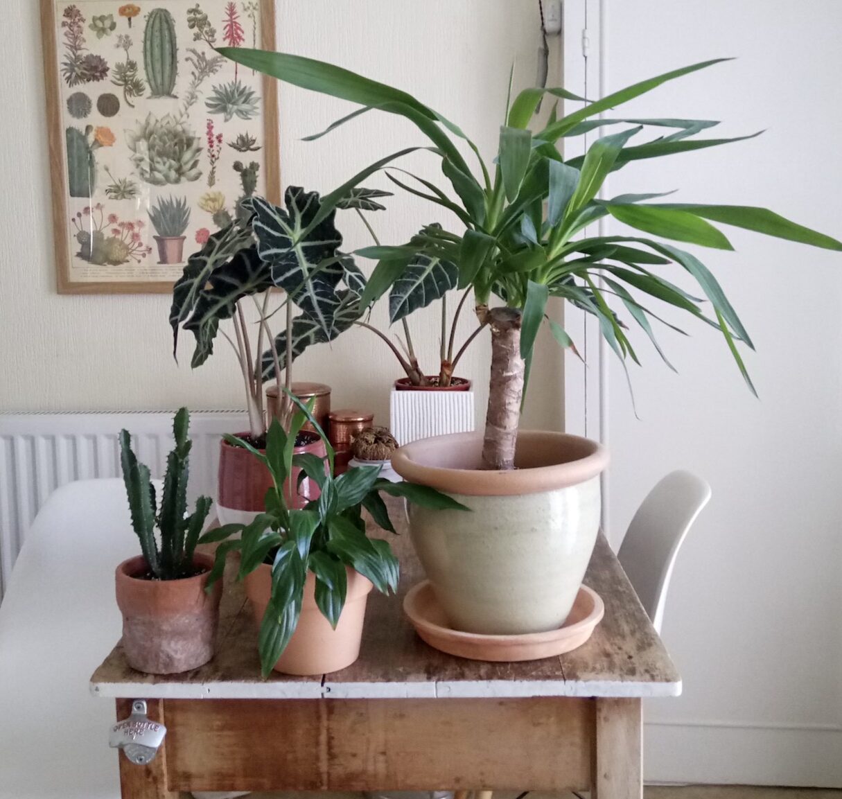 Hablemos de luz Parte 2: Plantas para… Habitaciones orientadas al sur…
