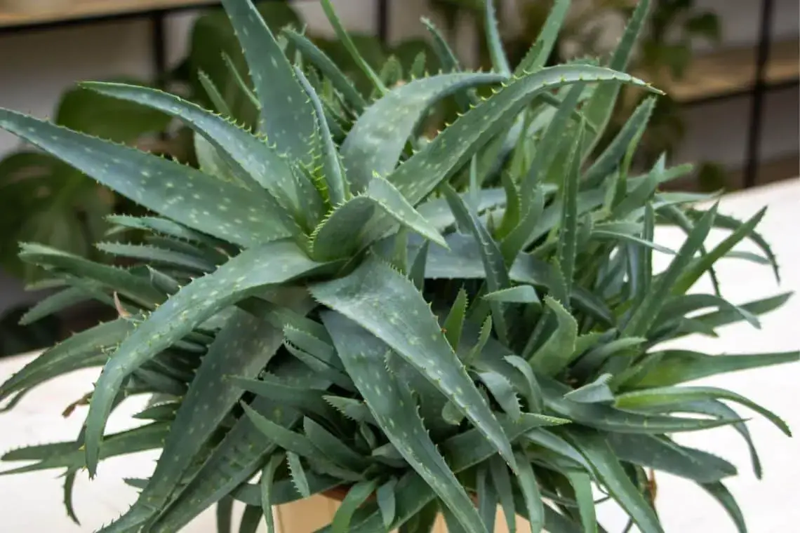 16 plantas de interior amantes del sol: plantas para el lado sur/ventana sur