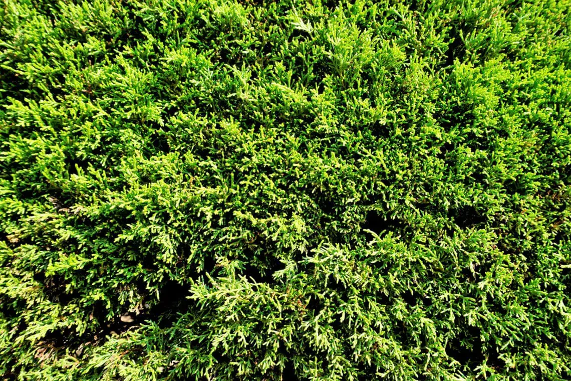 16 plantas pequeñas para el cementerio