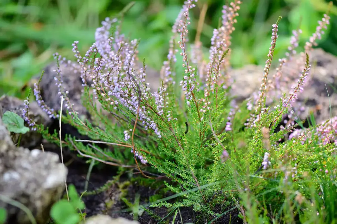 16 plantas pequeñas para el cementerio